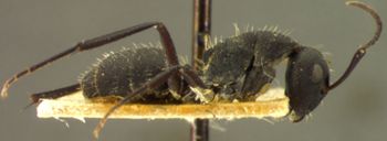 Media type: image; Entomology 22840   Aspect: habitus lateral view
